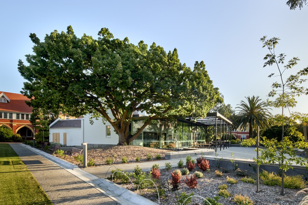 A large tree with a unique shape and color stands out in a dedicated garden surrounded by smaller trees and bushes, cateri...